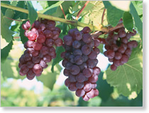 GRAPES