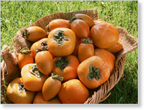 PERSIMMONS