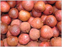 LITCHI
